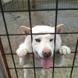 淡路じゃのひれフィッシングパーク 釣果