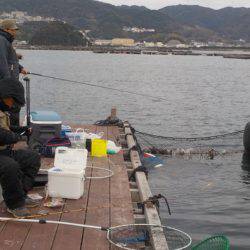 淡路じゃのひれフィッシングパーク 釣果