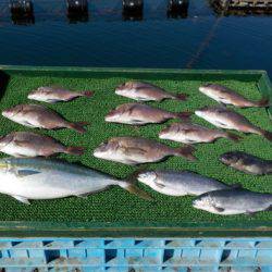 淡路じゃのひれフィッシングパーク 釣果