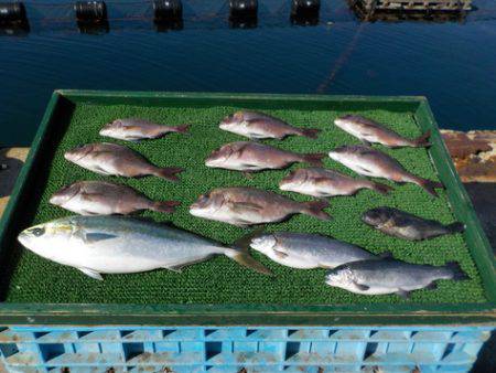 淡路じゃのひれフィッシングパーク 釣果