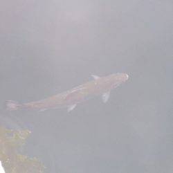 淡路じゃのひれフィッシングパーク 釣果