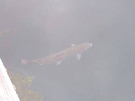 淡路じゃのひれフィッシングパーク 釣果