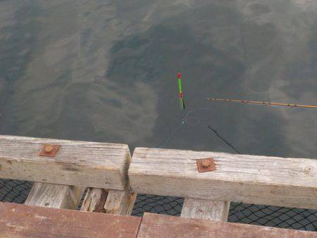 淡路じゃのひれフィッシングパーク 釣果