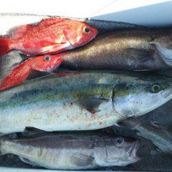 武勝丸（ぶしょうまる） 釣果