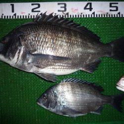 海山フィッシングセンター 釣果