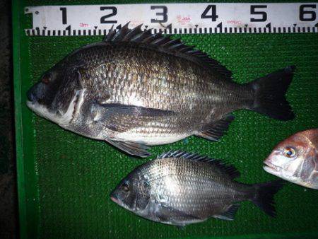 海山フィッシングセンター 釣果