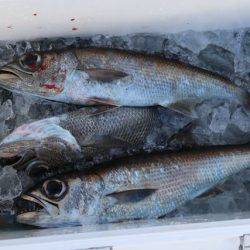 へいみつ丸 釣果