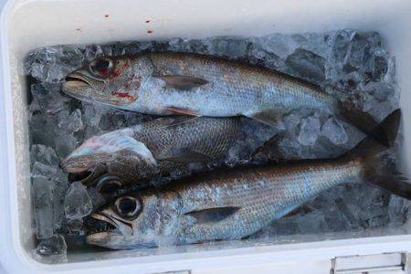 へいみつ丸 釣果