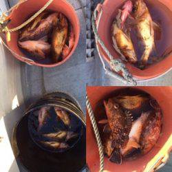 シーモンキー 釣果