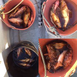 シーモンキー 釣果