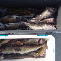 気仙沼　つり丸 釣果