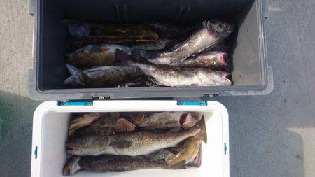 気仙沼　つり丸 釣果