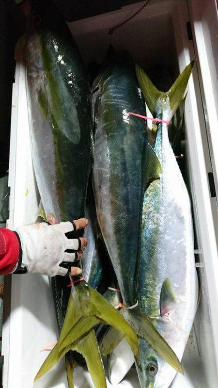 スカイマリン 釣果