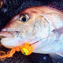 YELLOW-TAIL イエローテール 釣果