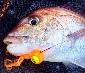 YELLOW-TAIL イエローテール 釣果