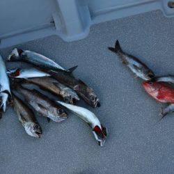 へいみつ丸 釣果