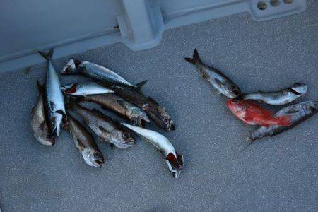 へいみつ丸 釣果