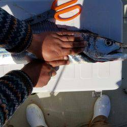 遊漁船　ニライカナイ 釣果