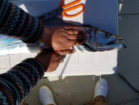 遊漁船　ニライカナイ 釣果