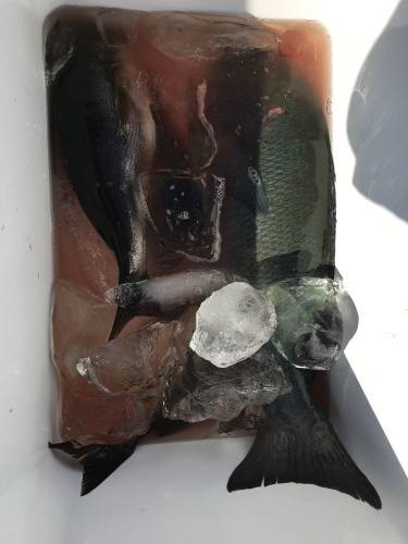 鵜来島家本渡船 釣果