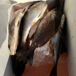 鵜来島家本渡船 釣果