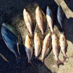 鵜来島家本渡船 釣果