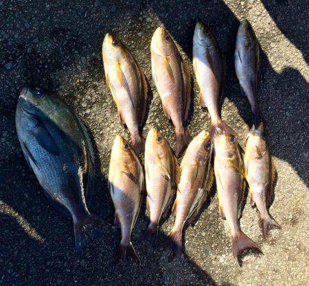 鵜来島家本渡船 釣果