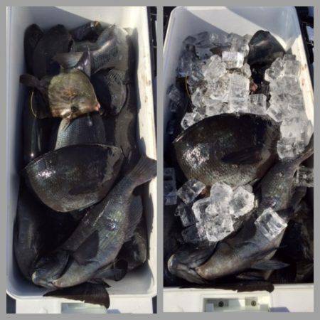 鵜来島家本渡船 釣果