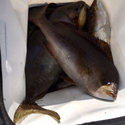 鵜来島家本渡船 釣果