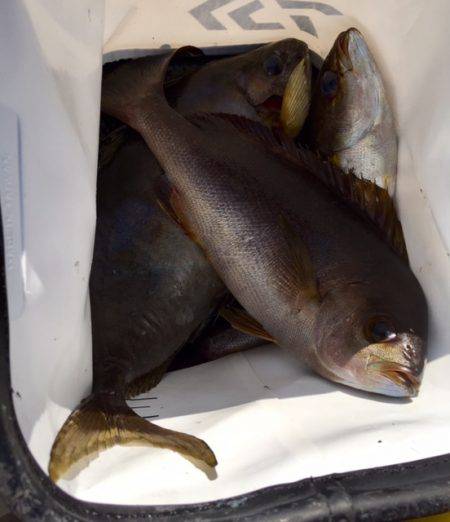 鵜来島家本渡船 釣果