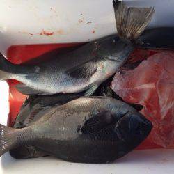 鵜来島家本渡船 釣果