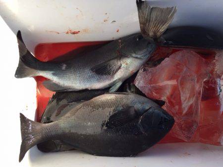 鵜来島家本渡船 釣果