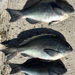 鵜来島家本渡船 釣果