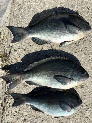 鵜来島家本渡船 釣果