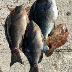 鵜来島家本渡船 釣果