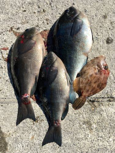 鵜来島家本渡船 釣果