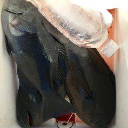 鵜来島家本渡船 釣果