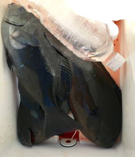 鵜来島家本渡船 釣果