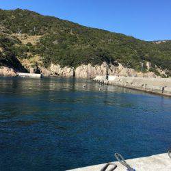 鵜来島家本渡船 釣果