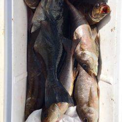 鵜来島家本渡船 釣果