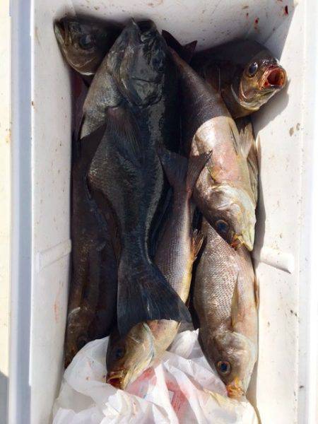 鵜来島家本渡船 釣果