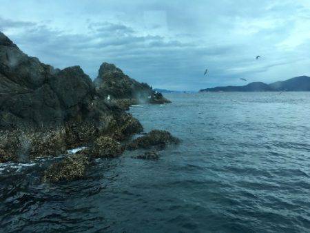 鵜来島家本渡船 釣果