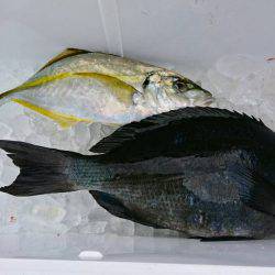 鵜来島家本渡船 釣果