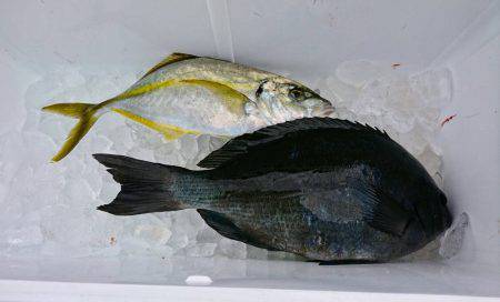 鵜来島家本渡船 釣果