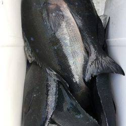 鵜来島家本渡船 釣果