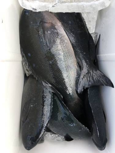 鵜来島家本渡船 釣果