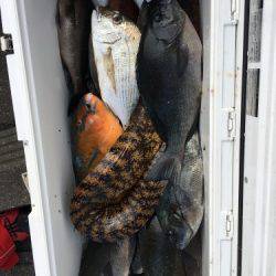 鵜来島家本渡船 釣果