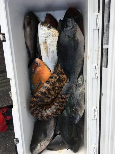 鵜来島家本渡船 釣果