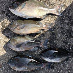 鵜来島家本渡船 釣果