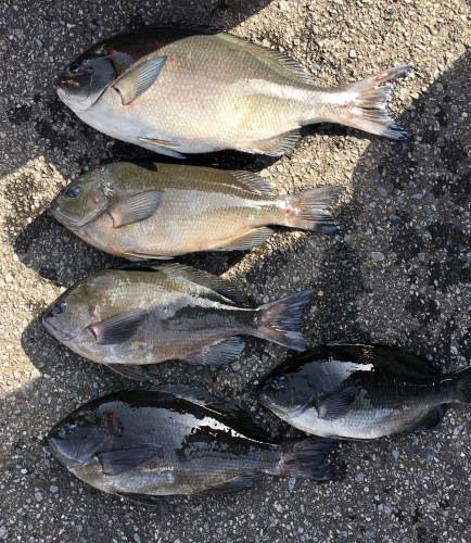 鵜来島家本渡船 釣果